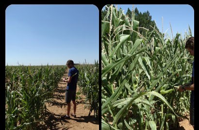 IMAGE P3 MAIZE COMPARISON 01022016