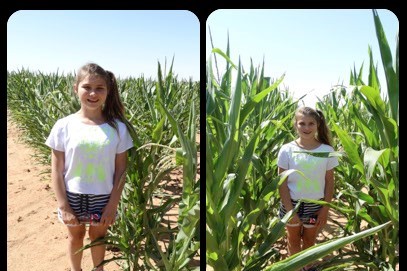 IMAGE P3 MAIZE COMPARISON 07012016