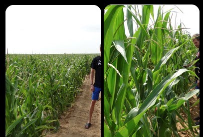 IMAGE P3 MAIZE COMPARISON 18012016