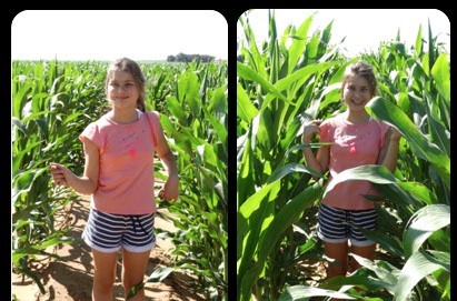 IMAGE P3 MAIZE COMPARISON 30122015