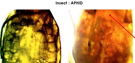 image p5 methomyl mix